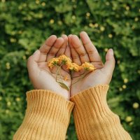 dłonie kwiaty żółty